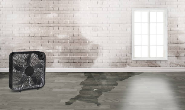 Best Basement water damage restoration  in Mountain City, GA